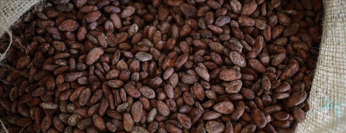 1710788266 569 Kakao fiyatlari rekor kirmaya devam etti Cikolata fiyatlarinin artmasi bekleniyor
