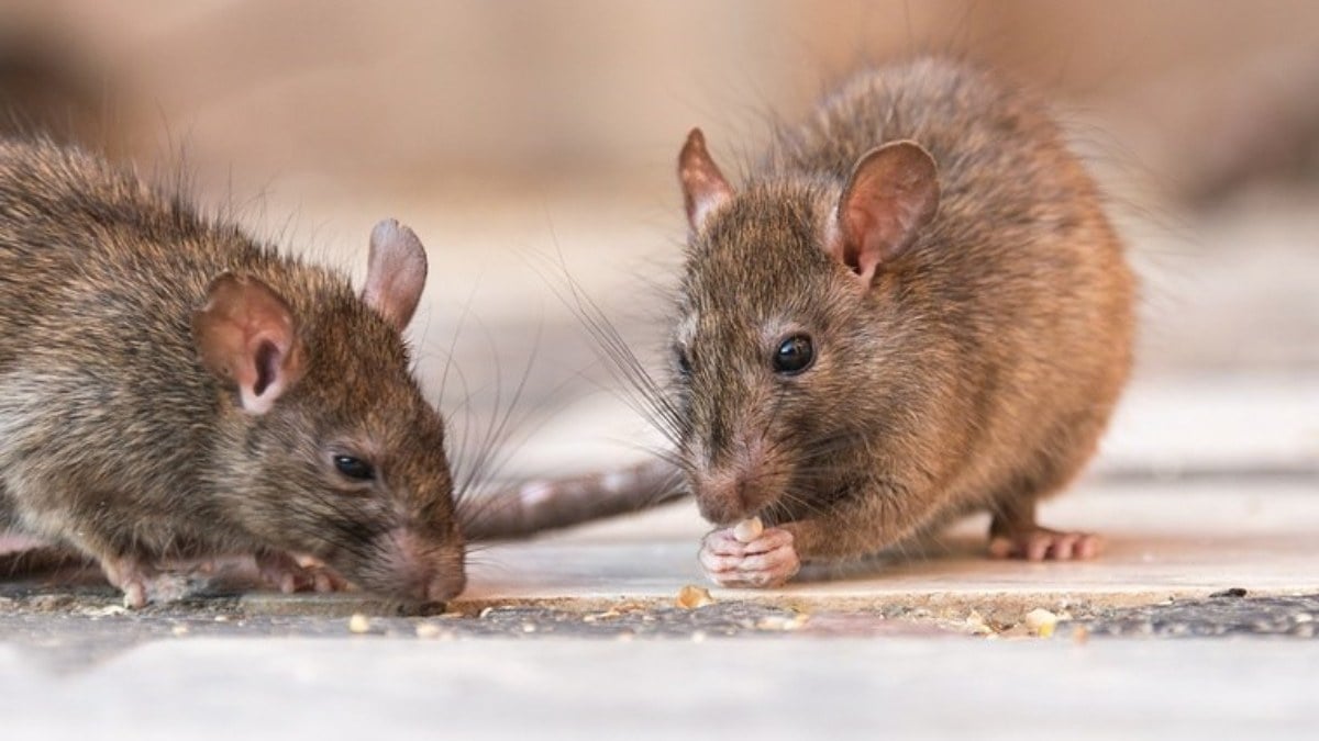 ABDde fareler karakolu istila etti Ele gecirilen esrarlari yediler