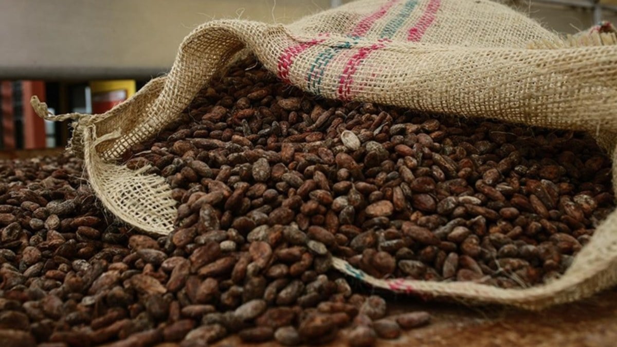 Kakao fiyatlari rekor kirmaya devam etti Cikolata fiyatlarinin artmasi bekleniyor